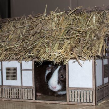 Intra απο ξύλο plywood 3mm-4mm πάχος - Σπίτι ινδικών χοιριδίων ιαπωνικού στυλ Δίασταση 40x50 cm Intraeaxys-m1d6xdy7 - Image 3